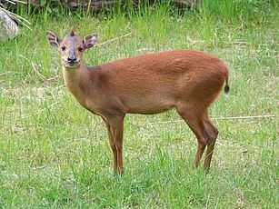 Zoo Dortmund - ein Zoo von internationalem Rang