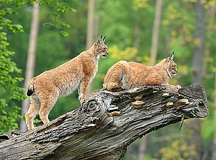 Wildpark Bad Mergentheim im Norden Baden-Württembergs