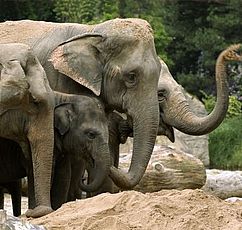 Kölner Zoo - einer der ältesten und beliebtesten Zoos Deutschlands